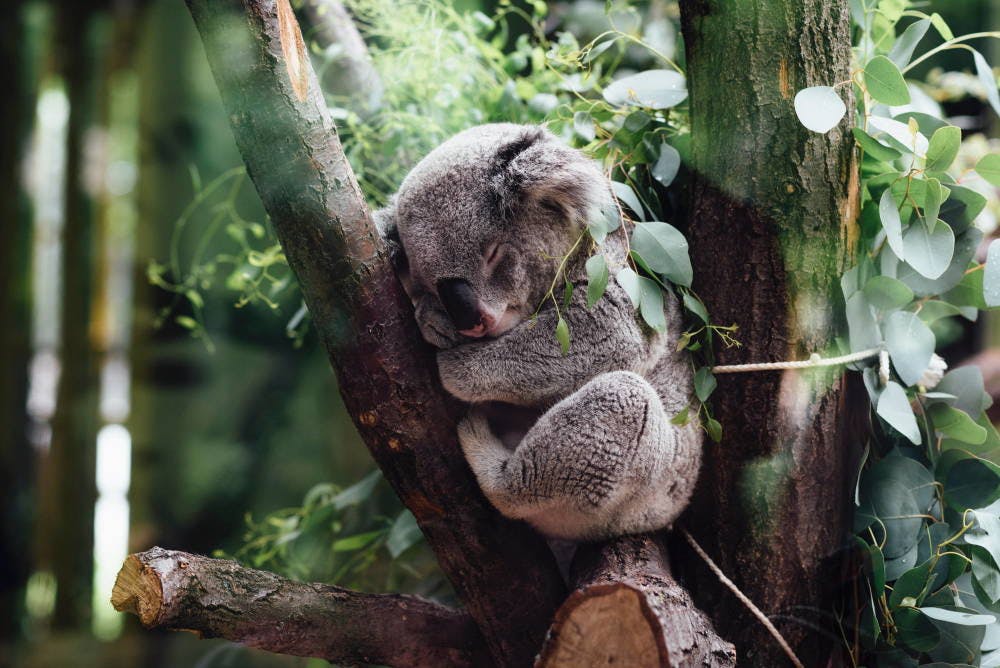 Koala sleeping in a tree